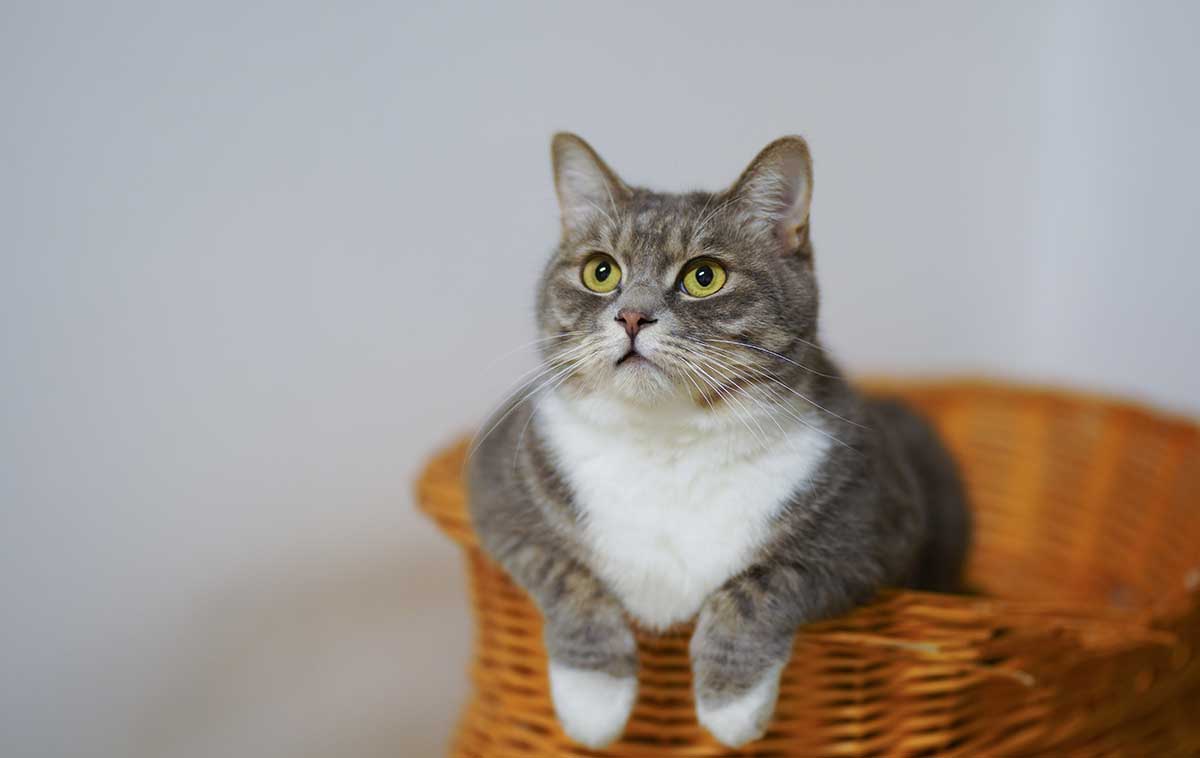 Cat in a basket looking up