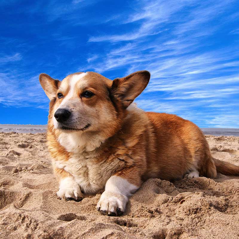Corgi dog sitting on the beach