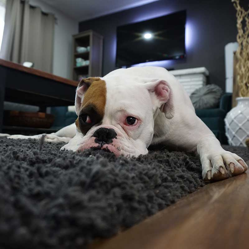 Sad bulldog resting on rug at home