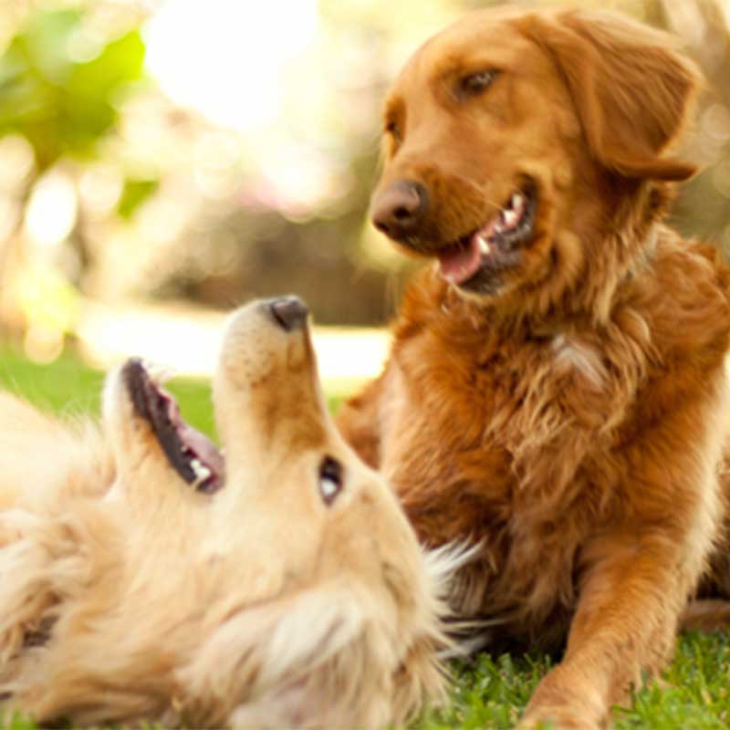 Two golden retrievers playing outside