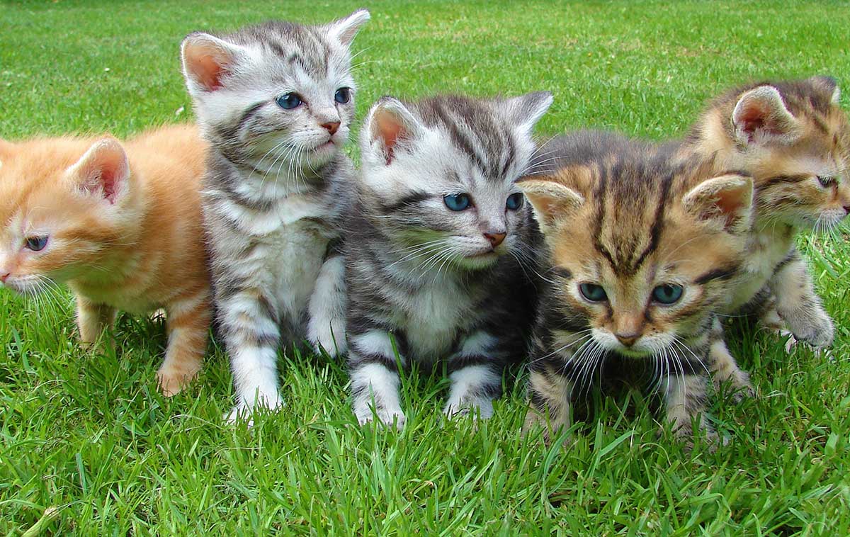 Kittens playing in the grass