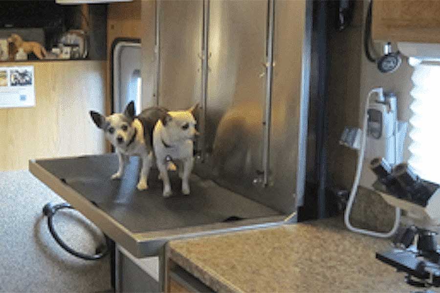 Northland Mobile Veterinary two Chihuahuas